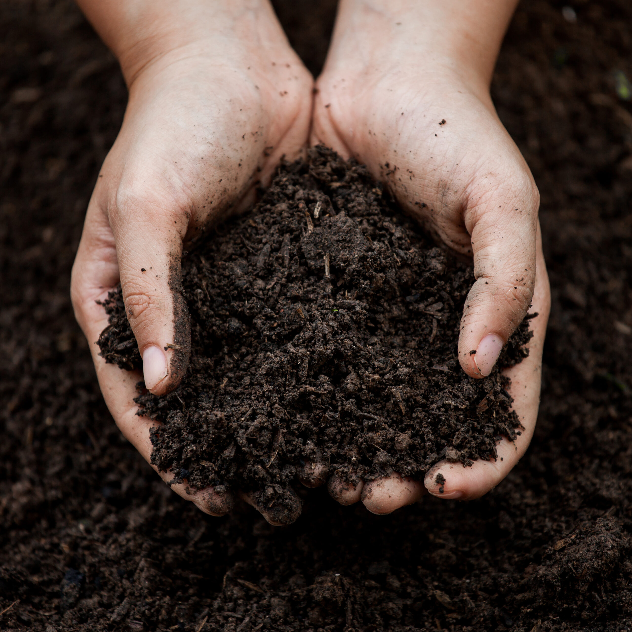 Soil in hand for planting